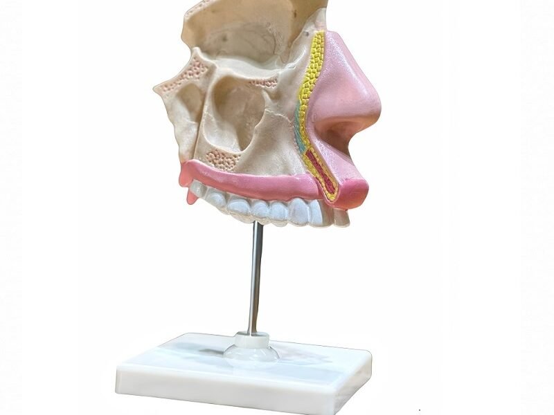 cavidad nasal, material didactico para enseñanza, 7036