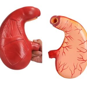 modelo de estomago codigo j3c319306