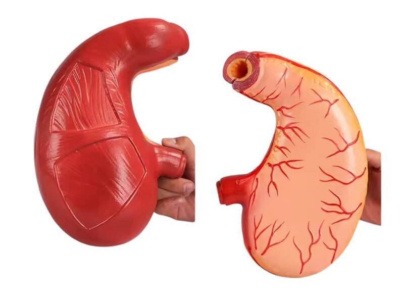 modelo de estomago codigo j3c319306