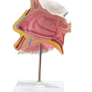 cavidad nasal, material didactico para enseñanza, 7036