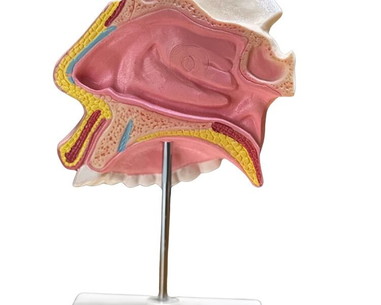 cavidad nasal, material didactico para enseñanza, 7036