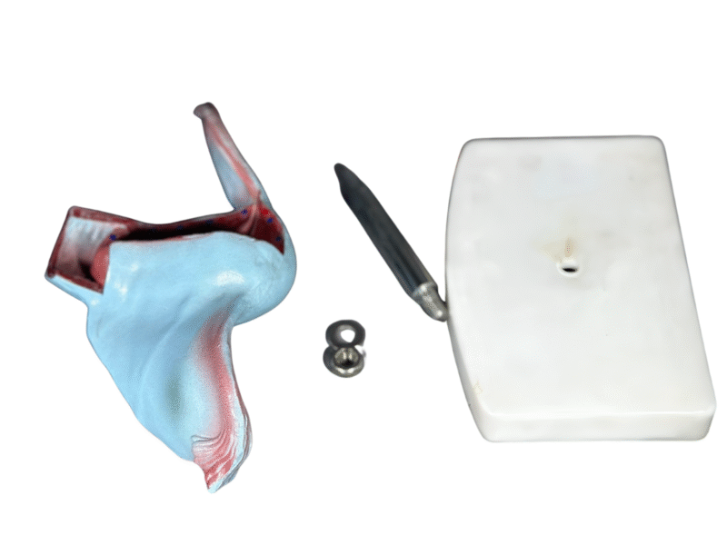 Útero, para enseñanza codj3c419436