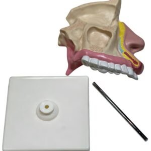 cavidad nasal, material didactico para enseñanza, 7036