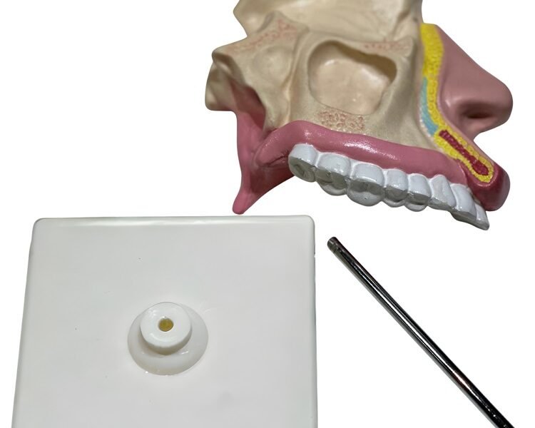 cavidad nasal, material didactico para enseñanza, 7036