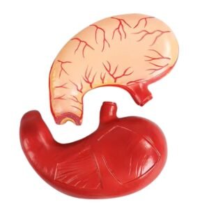 modelo de estomago codigo j3c319306