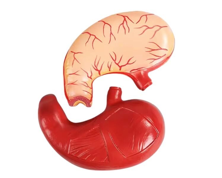 modelo de estomago codigo j3c319306