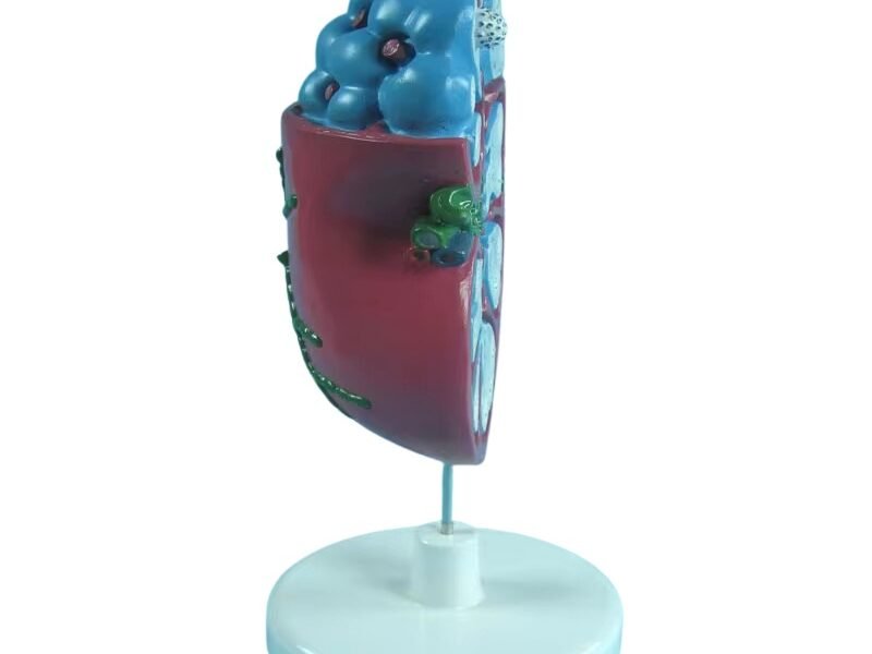 nódulo linfático, material didactico para enseñanza, 7033