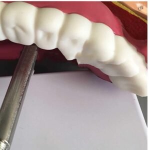 cavidad nasal, material didactico para enseñanza, 7036