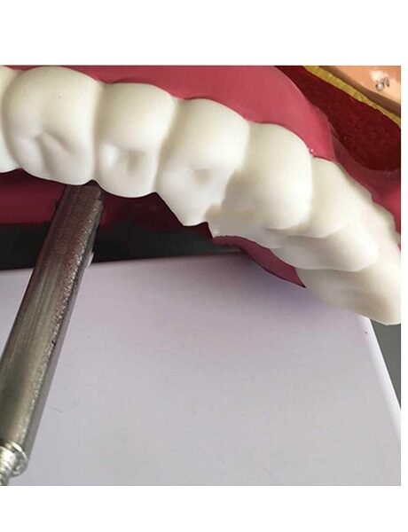 cavidad nasal, material didactico para enseñanza, 7036