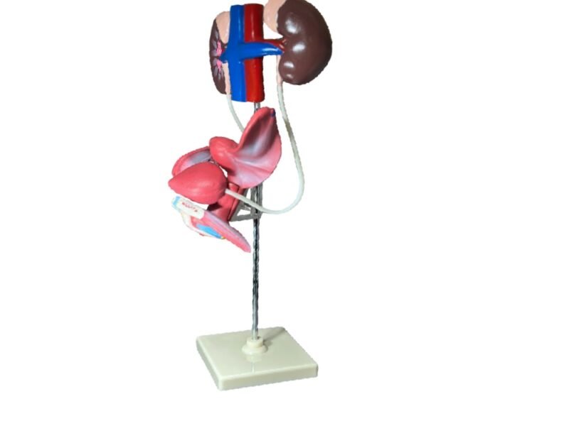 urogenital femenino, para enseñanza cod7019