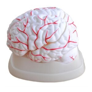 cerebro humano de goma, material didáctico codj3c19308