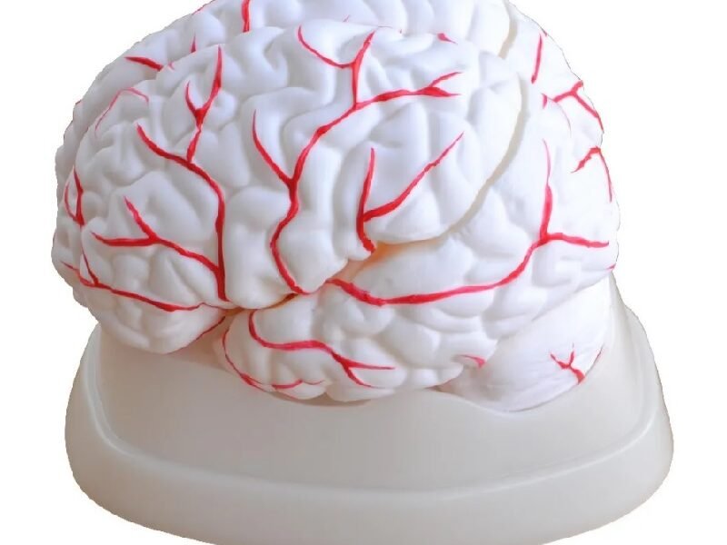 cerebro humano de goma, material didáctico codj3c19308