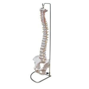 columna vertebral, material didáctico codysb046