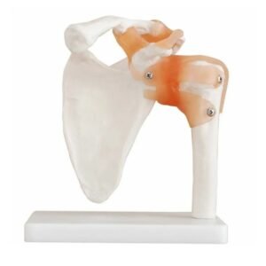 escapulo humeral, para enseñanza codj3c119109