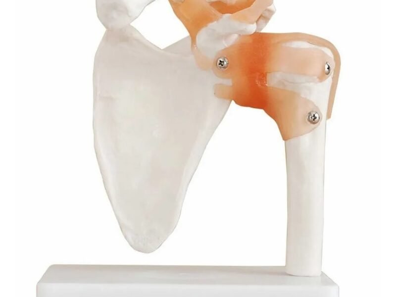 escapulo humeral, para enseñanza codj3c119109