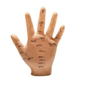 mano acupuntura, para enseñanza codj3c519509