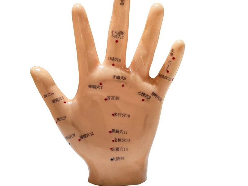 mano acupuntura, para enseñanza codj3c519509