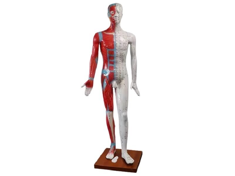 modelo de acupuntura de 178cm codj3c519501