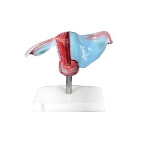 Útero, para enseñanza codj3c419436