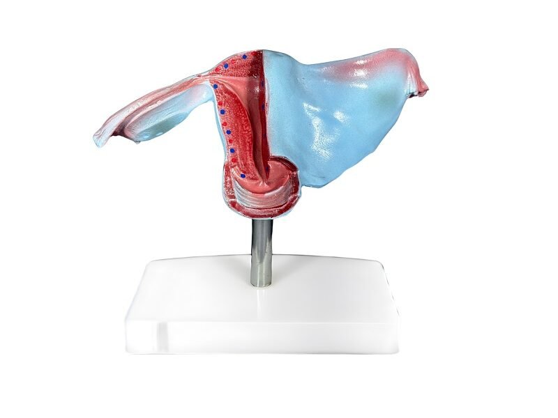 Útero, para enseñanza codj3c419436