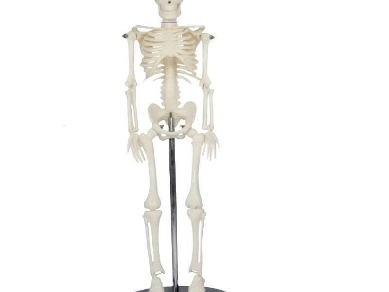 esqueleto mini, para enseñanza codj3c119103