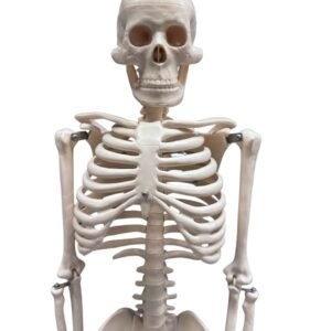 esqueleto, para enseñanza mediano codj3c119102