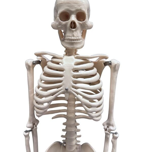 esqueleto, para enseñanza mediano codj3c119102
