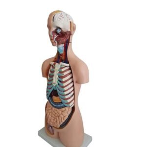 anatómico asexuado 20 piezas, para enseñanza codj3c219206