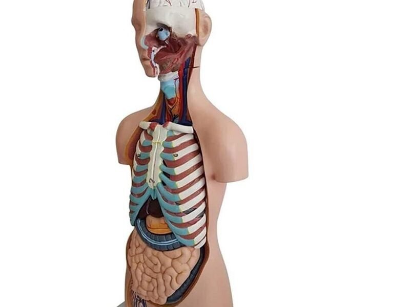 anatómico asexuado 20 piezas, para enseñanza codj3c219206