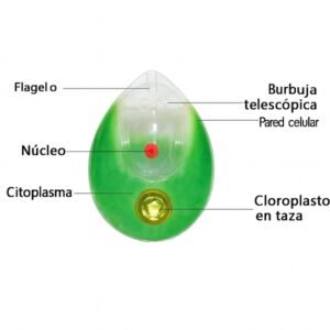 modelo de alga cod6010