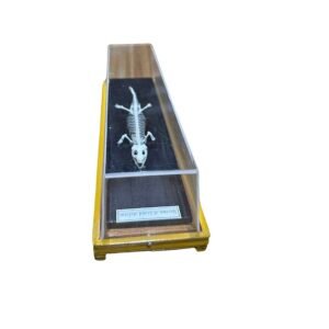 esqueleto de lagarto cod6030