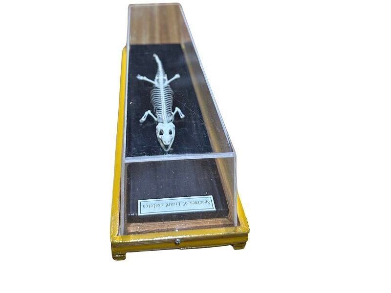 esqueleto de lagarto cod6030