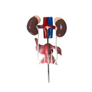 urogenital femenino, para enseñanza cod7019