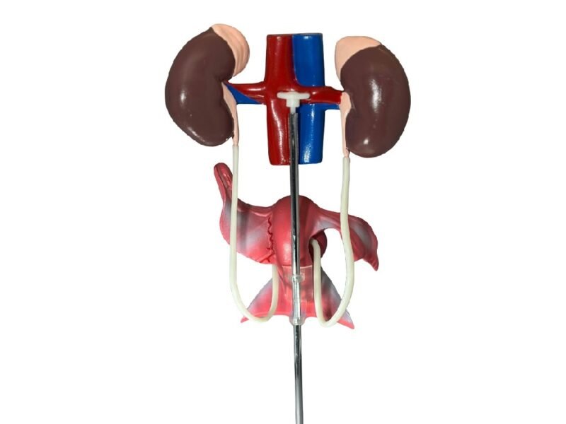 urogenital femenino, para enseñanza cod7019