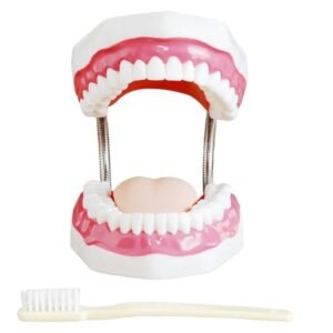 dentadura de cuidado dental, 32 dientes, modelo j3c419403a