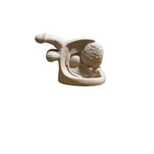 genital masculino, material para enseñanza, codj3c319331c