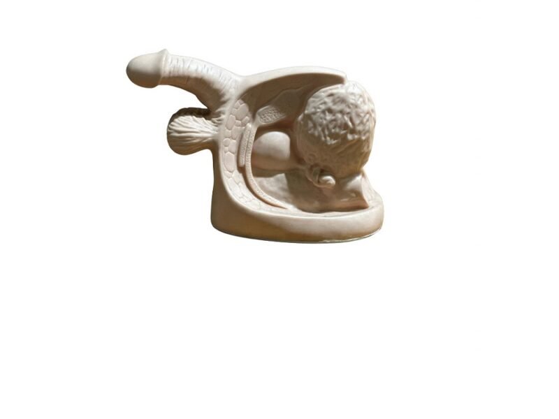 genital masculino, material para enseñanza, codj3c319331c