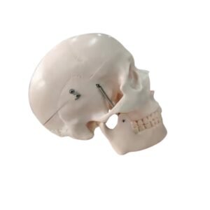 craneo, para enseñanza 2 tamaños cod119104