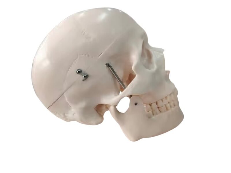 craneo, para enseñanza 2 tamaños cod119104