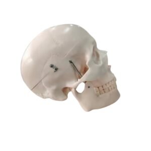 cráneo cerebro, para enseñanza codj3c119104e