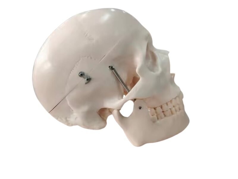 cráneo cerebro, para enseñanza codj3c119104e