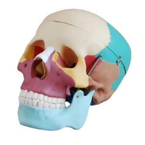 cráneo color, para enseñanza codj3c119104c