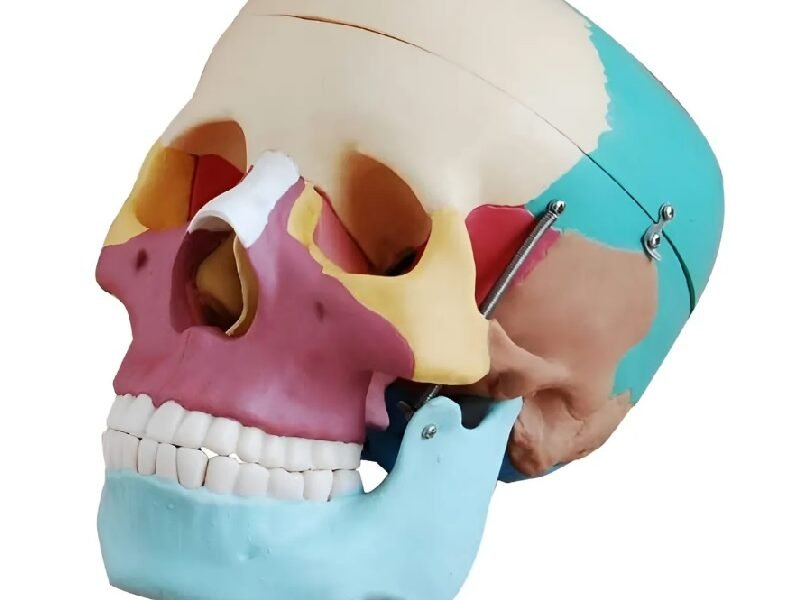 cráneo color, para enseñanza codj3c119104c