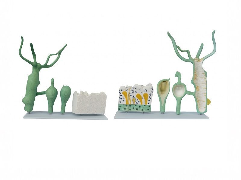 hydra, material didactico para enseñanza, 6012