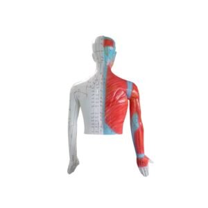 modelo de acupuntura de 178cm codj3c519501