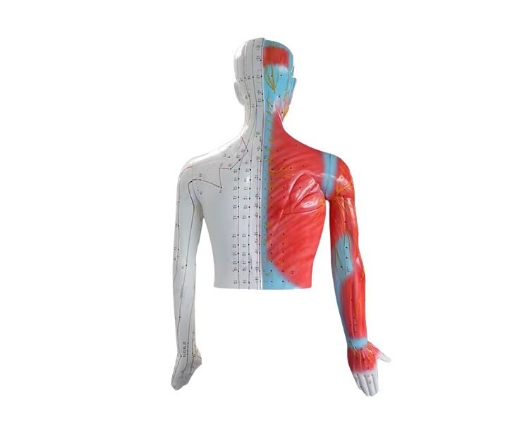 modelo de acupuntura de 178cm codj3c519501