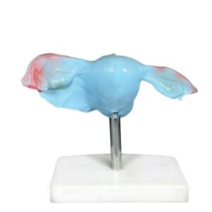 Útero, para enseñanza codj3c419436