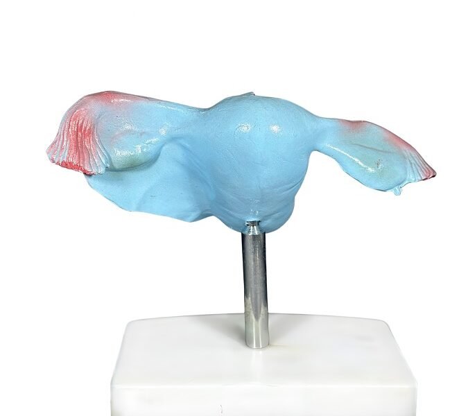 Útero, para enseñanza codj3c419436