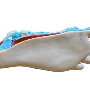 pie natural codj3c319326