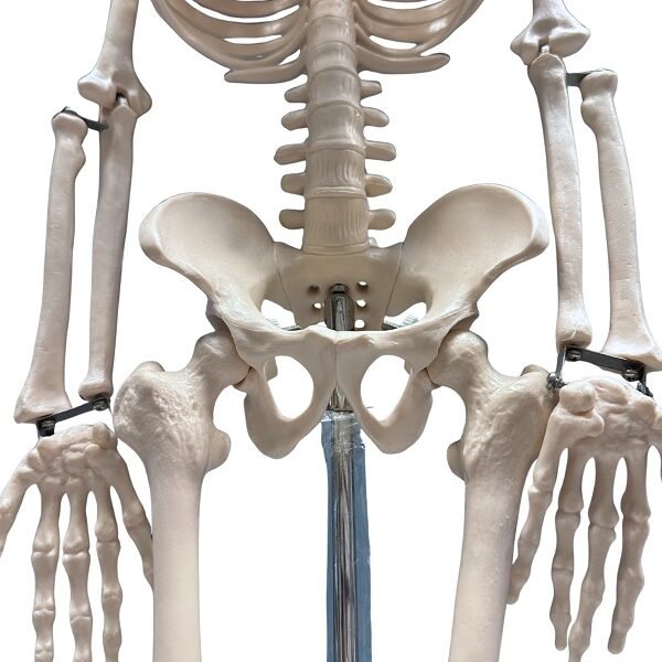 esqueleto, para enseñanza mediano codj3c119102